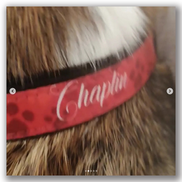 Collares de Perros