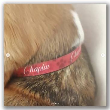 Collares de Perros