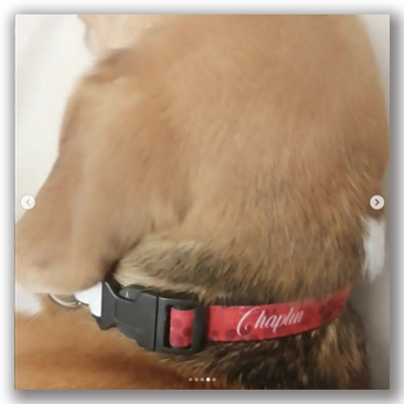 Collares de Perros
