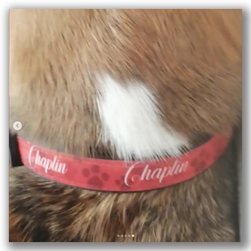 Collares de Perros